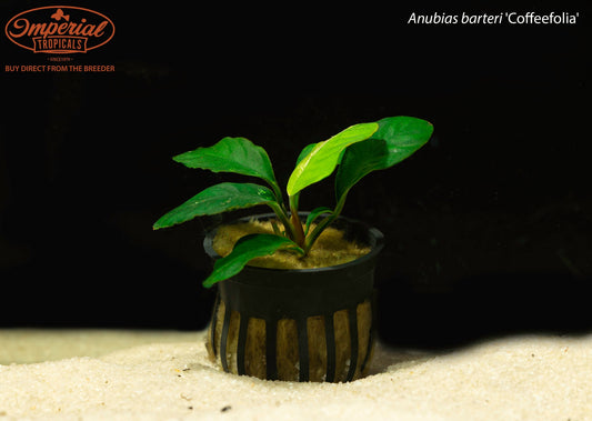 Anubias barteri 'Coffeefolia'