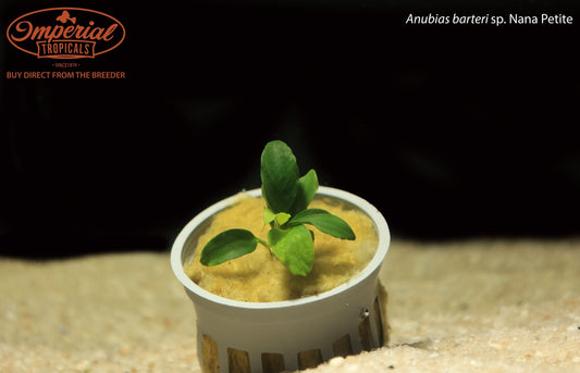 Anubias barteri sp. Nana Petite
