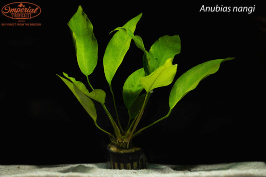 Anubias nangi