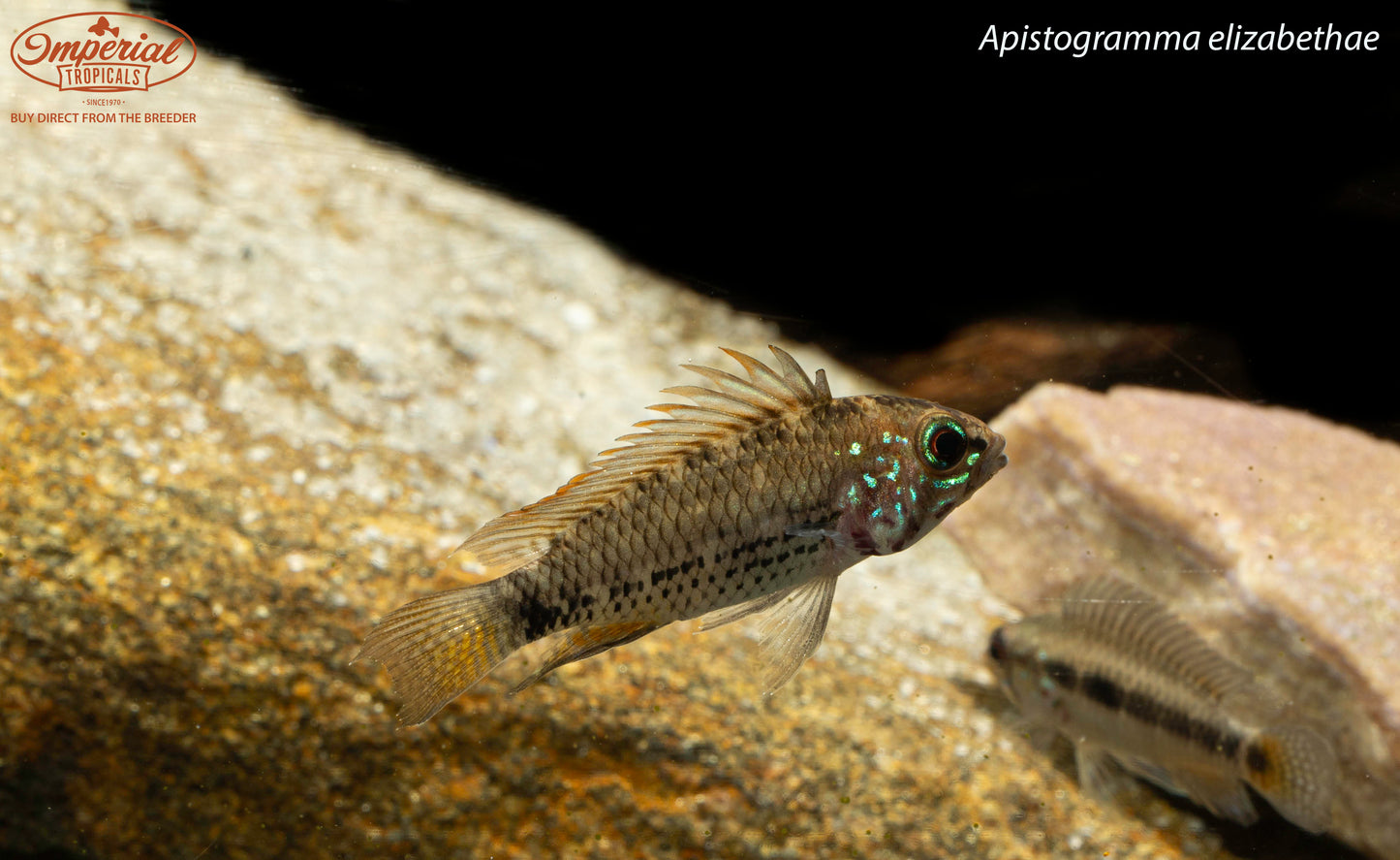 Apistogramma elizabethae