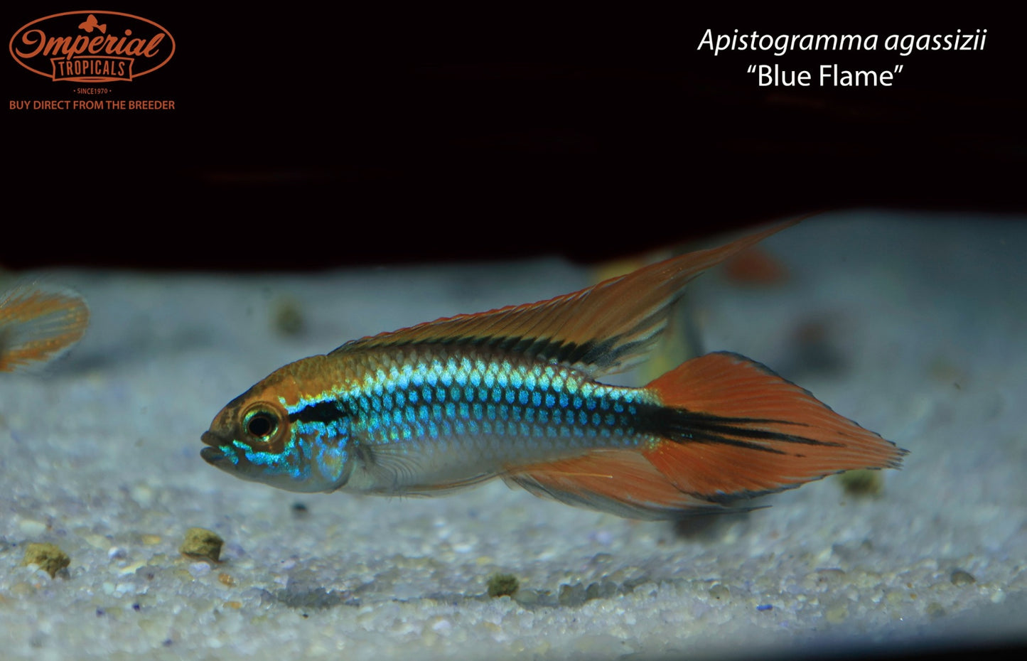 Apistogramma agassizii “Blue Flame”