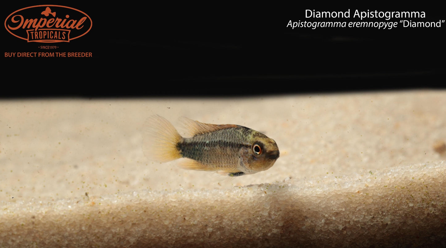 Diamond Apistogramma