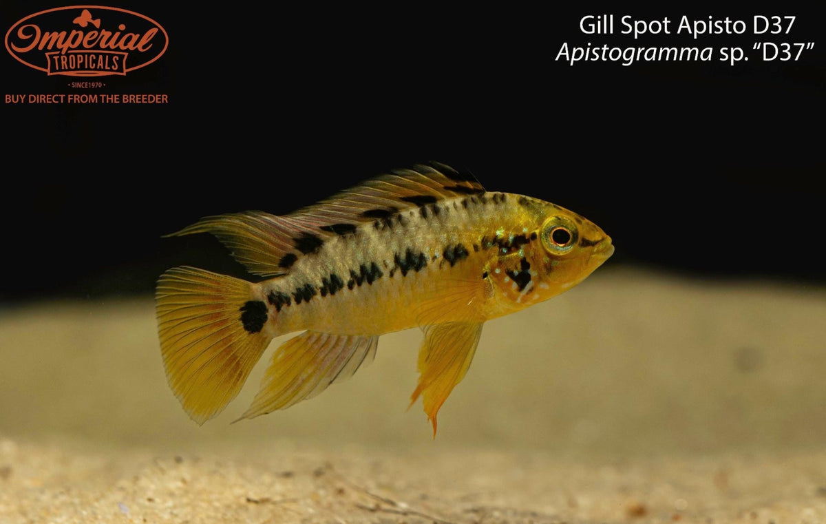 Gill Spot Apisto D37 – Imperial Tropicals