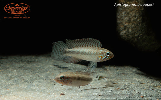 Apistogramma uaupesi