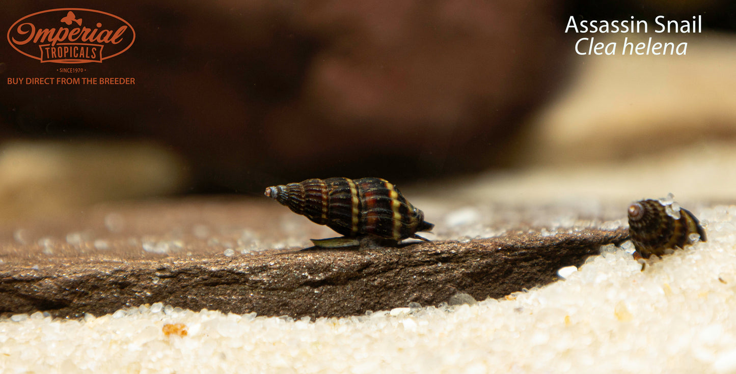 Assassin Snail