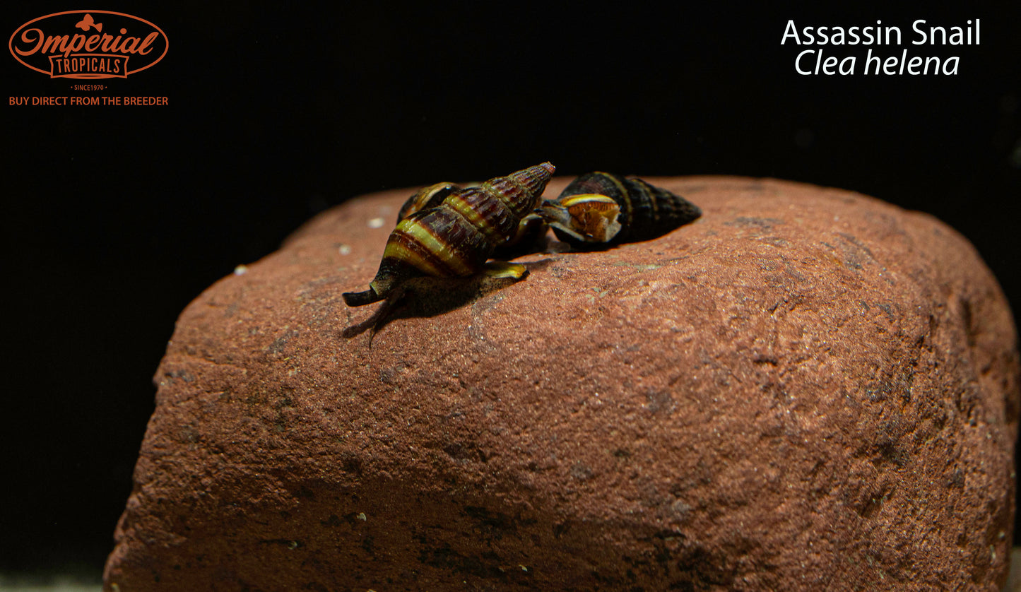 Assassin Snail