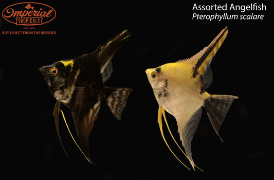 Assorted Angelfish
