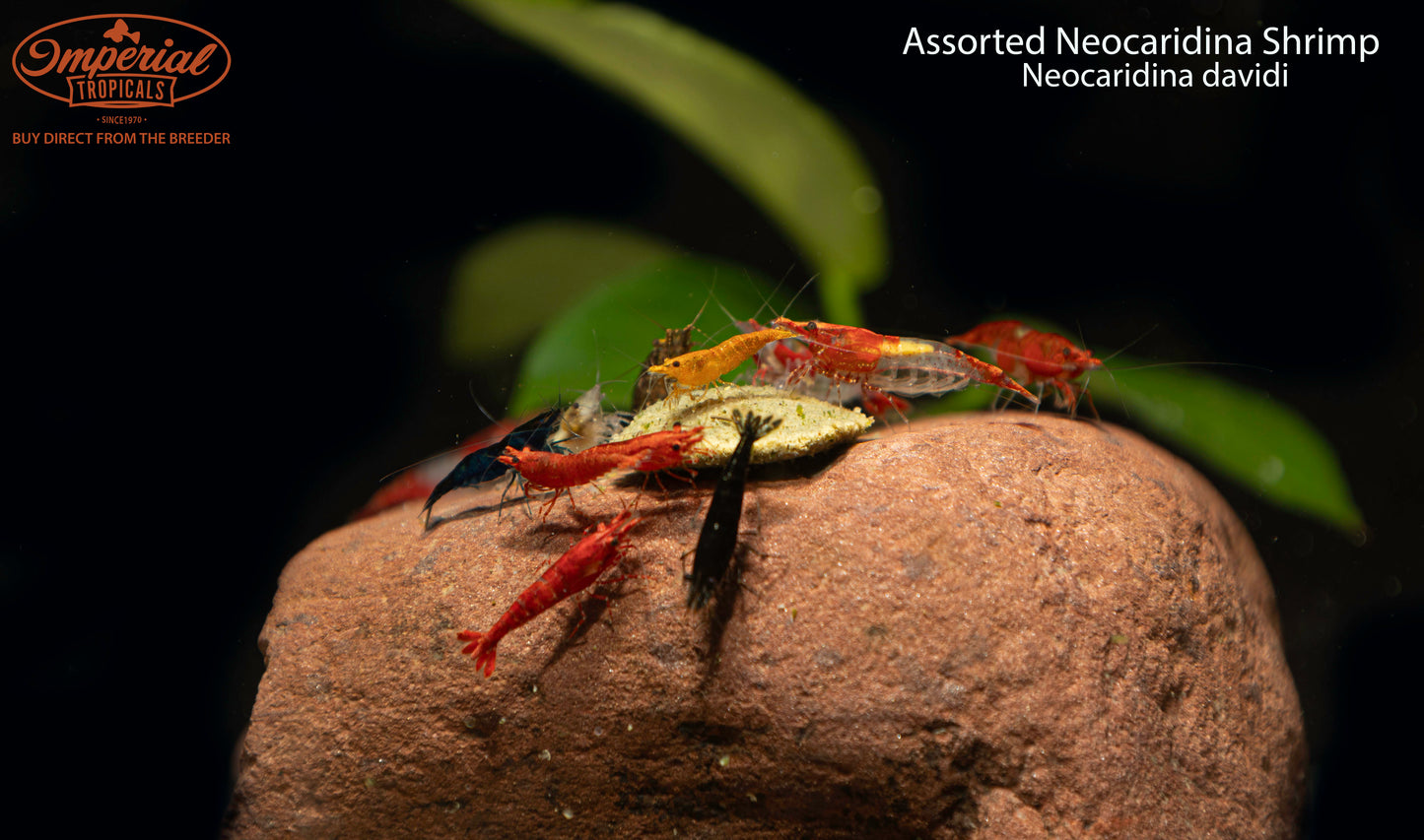 Assorted Neocaridina Shrimp