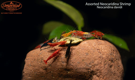 Assorted Neocaridina Shrimp