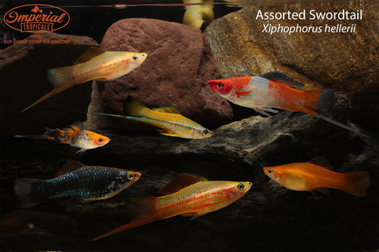 Assorted Swordtail