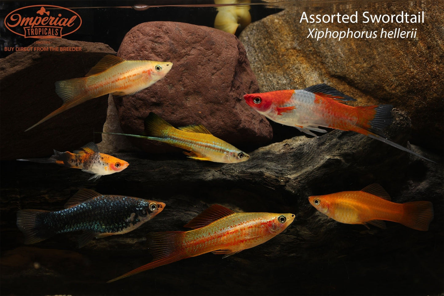 Assorted Swordtail