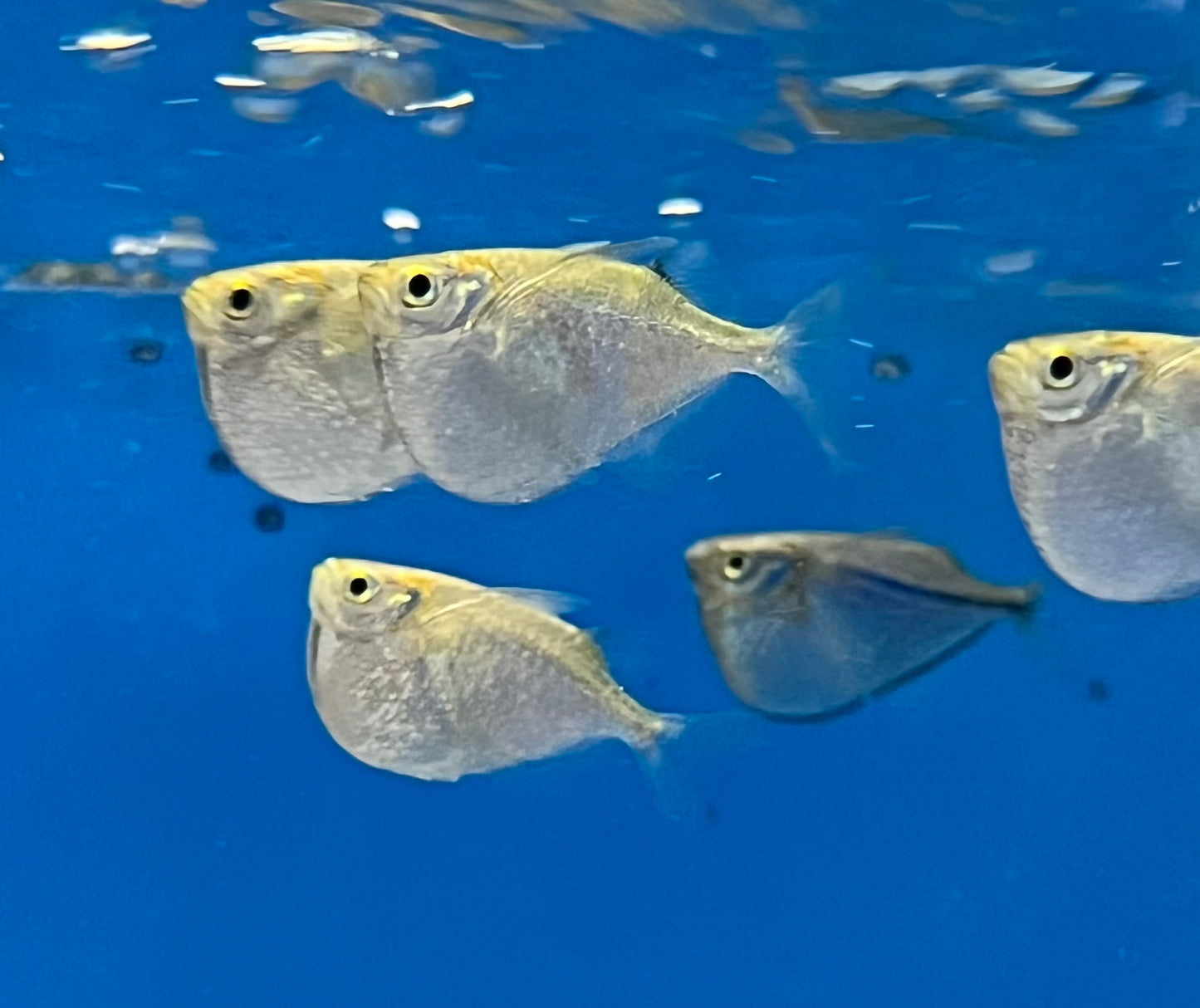 Silver Hatchetfish