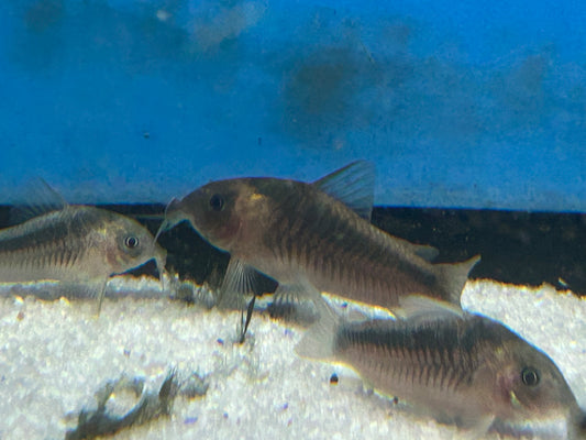 Rabaut's Osteogaster