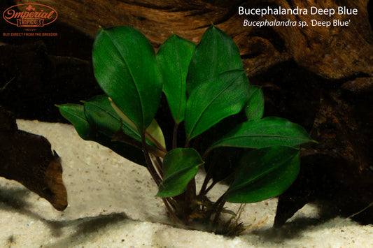 Bucephalandra Deep Blue