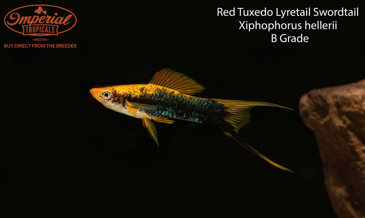 Tuxedo Lyretail Swordtail