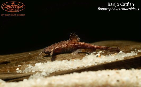 BOGO Banjo Catfish