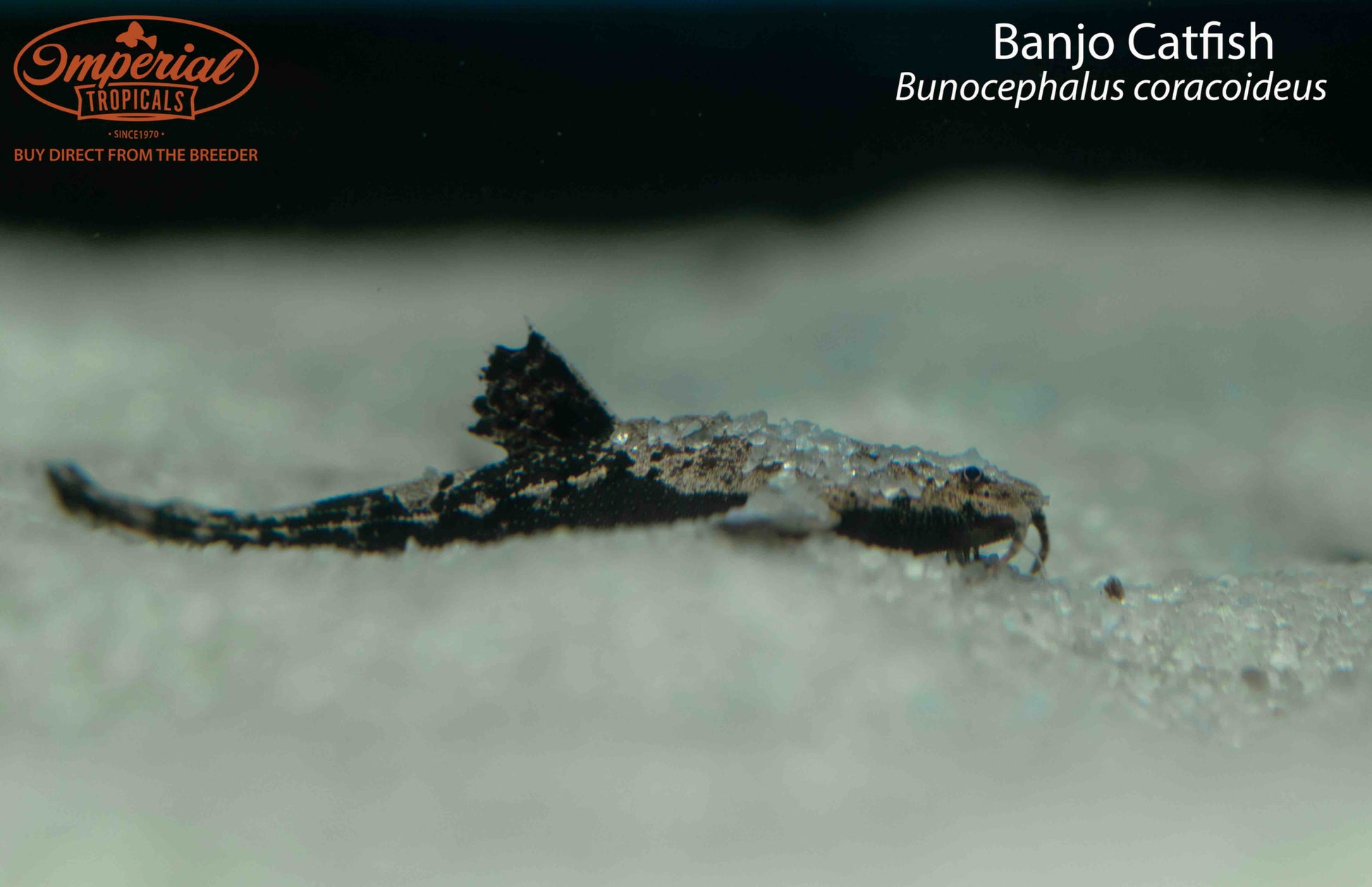 Banjo Catfish (Bunocephalus coracoideus) - shop Imperial Tropicals