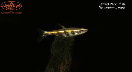 Barred Pencilfish