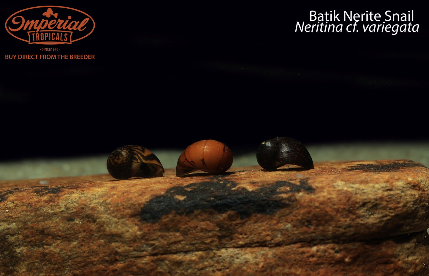 Batik Nerite Snail