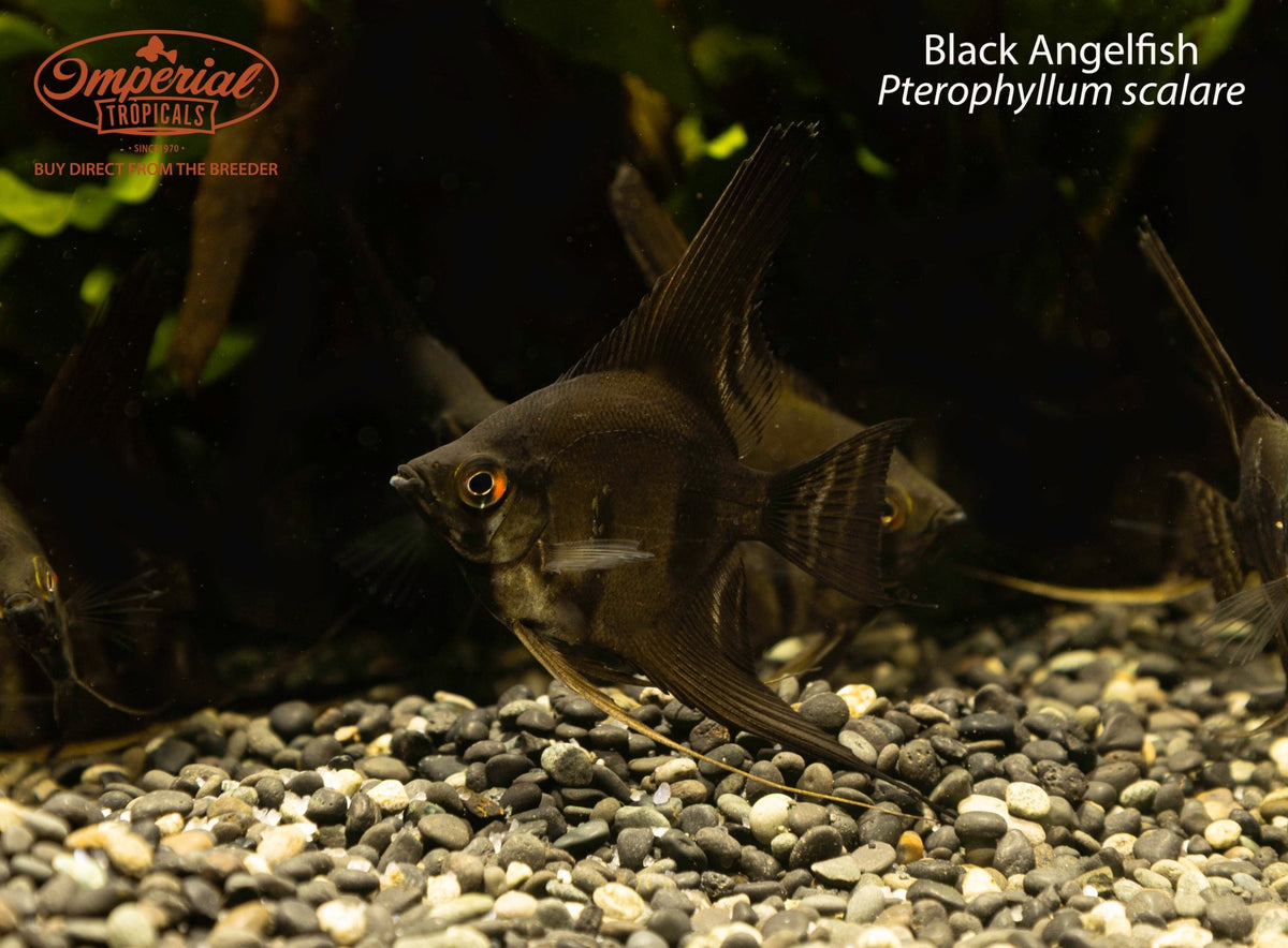 BOGO Black Angelfish (Pterophyllum scalare)