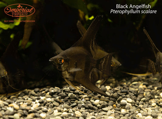 BOGO Black Angelfish (Pterophyllum scalare)