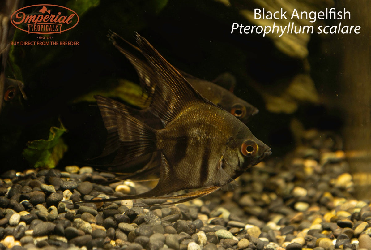 BOGO Black Angelfish (Pterophyllum scalare)