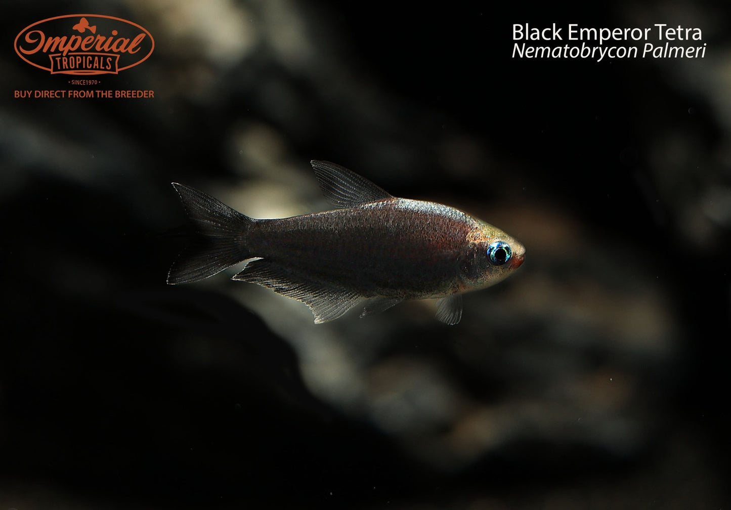 Black Emperor Tetra (Nematobrycon palmeri)