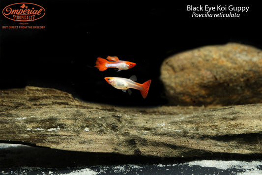 Black Eye Koi Guppy