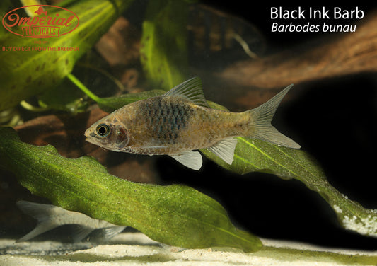 Black Ink Barb