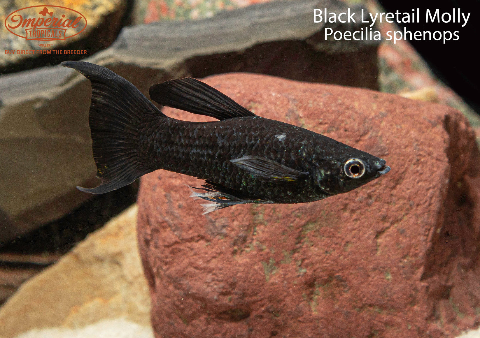 Black Lyretail Molly – Imperial Tropicals