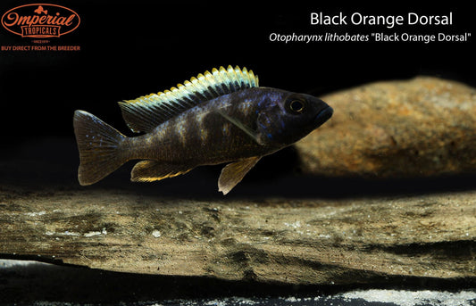 Black Orange Dorsal