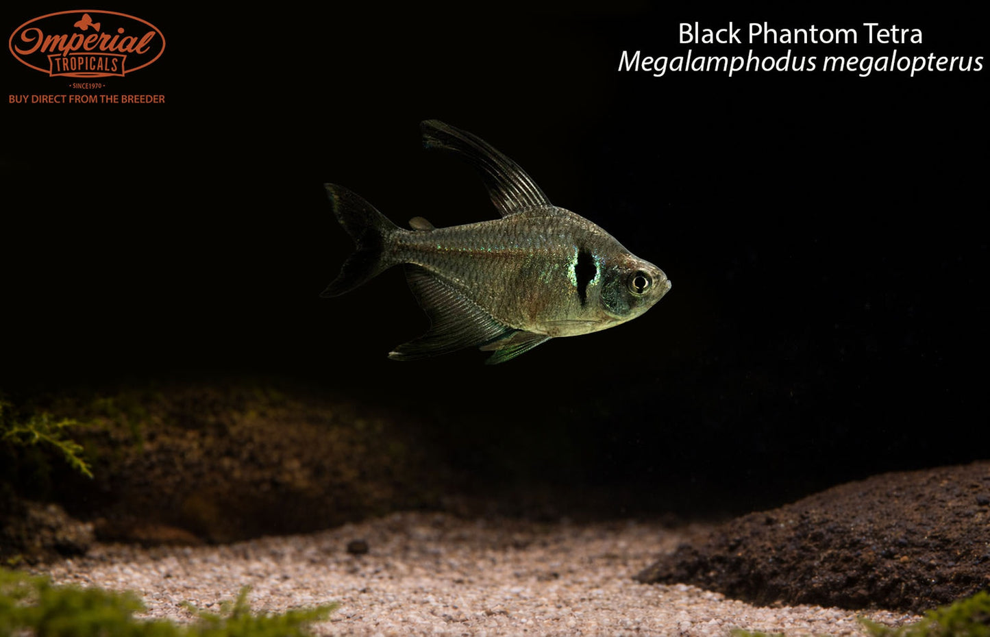 Black Phantom Tetra (Megalamphodus megalopterus)