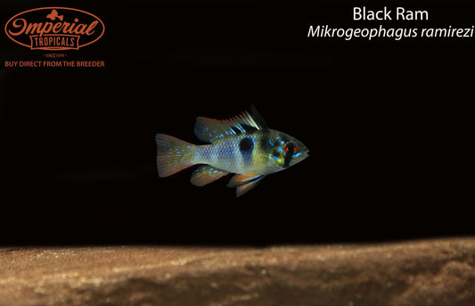Black Ram (Mikrogeophagus ramirezi)