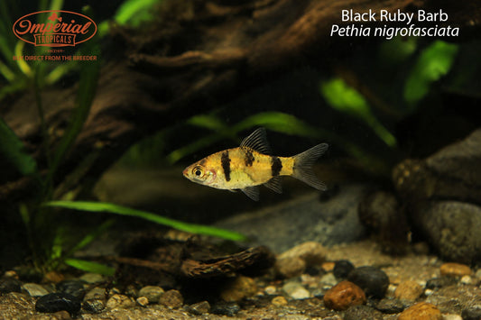 Black Ruby Barb (Pethia nigrofasciata)