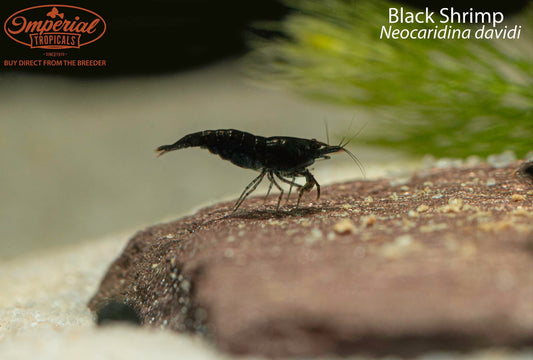 Black Shrimp