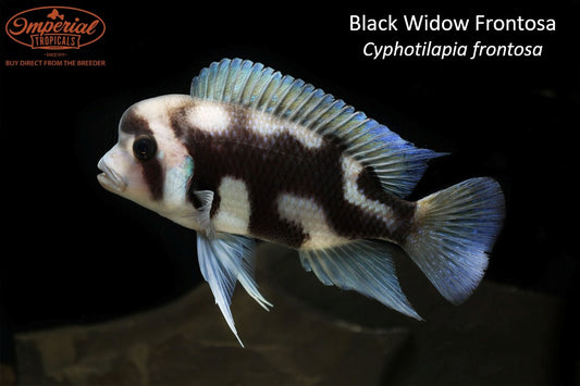 Black Widow Frontosa