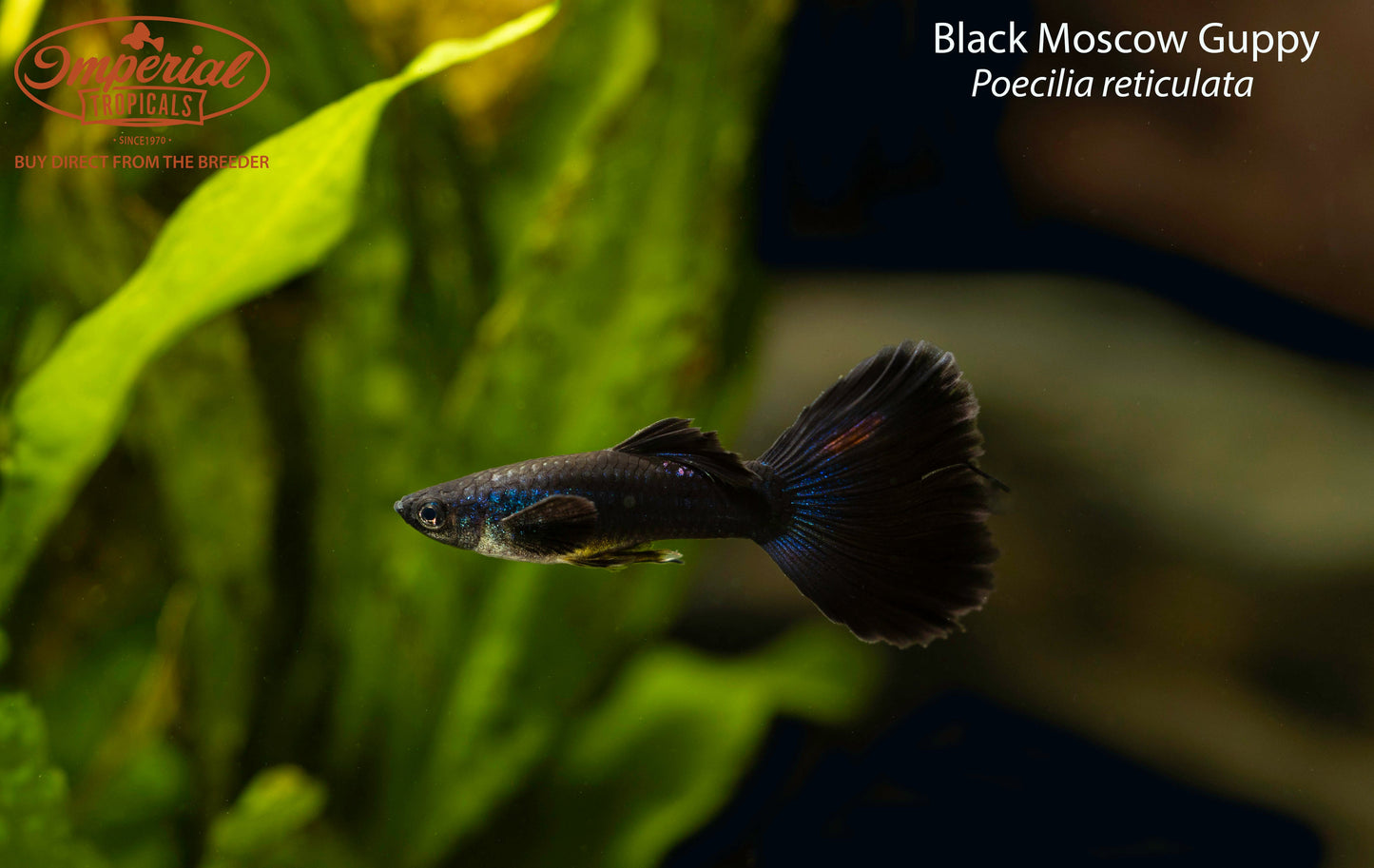 Black Moscow Guppy