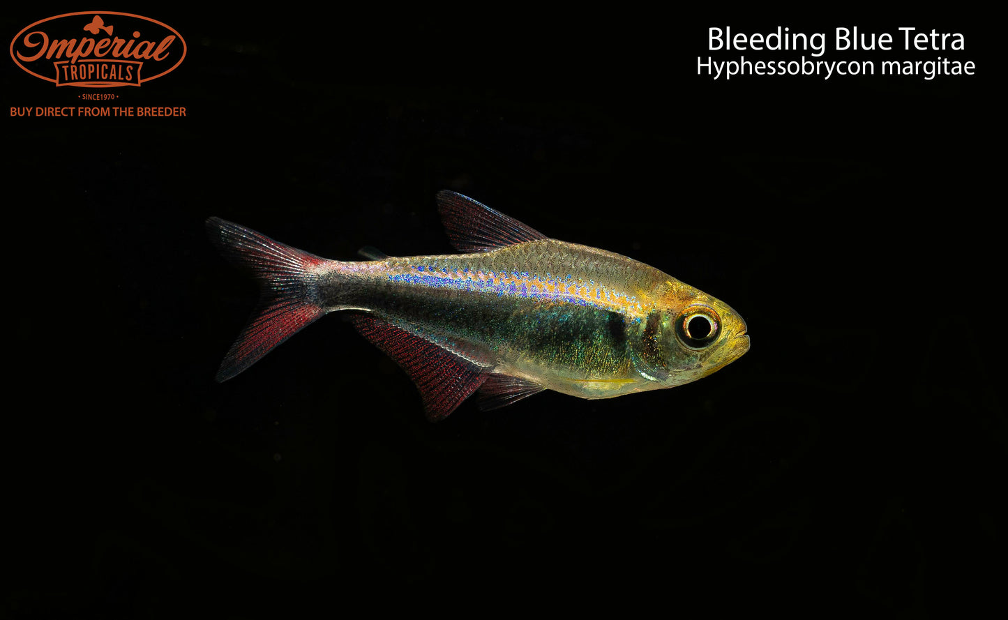 Bleeding Blue Tetra