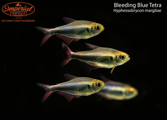 Bleeding Blue Tetra