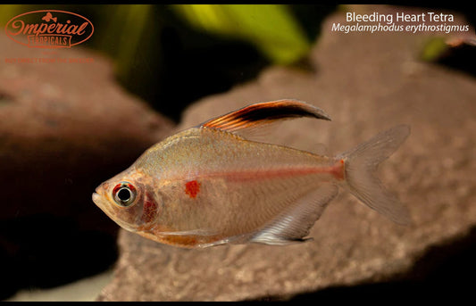 Bleeding Heart Tetra