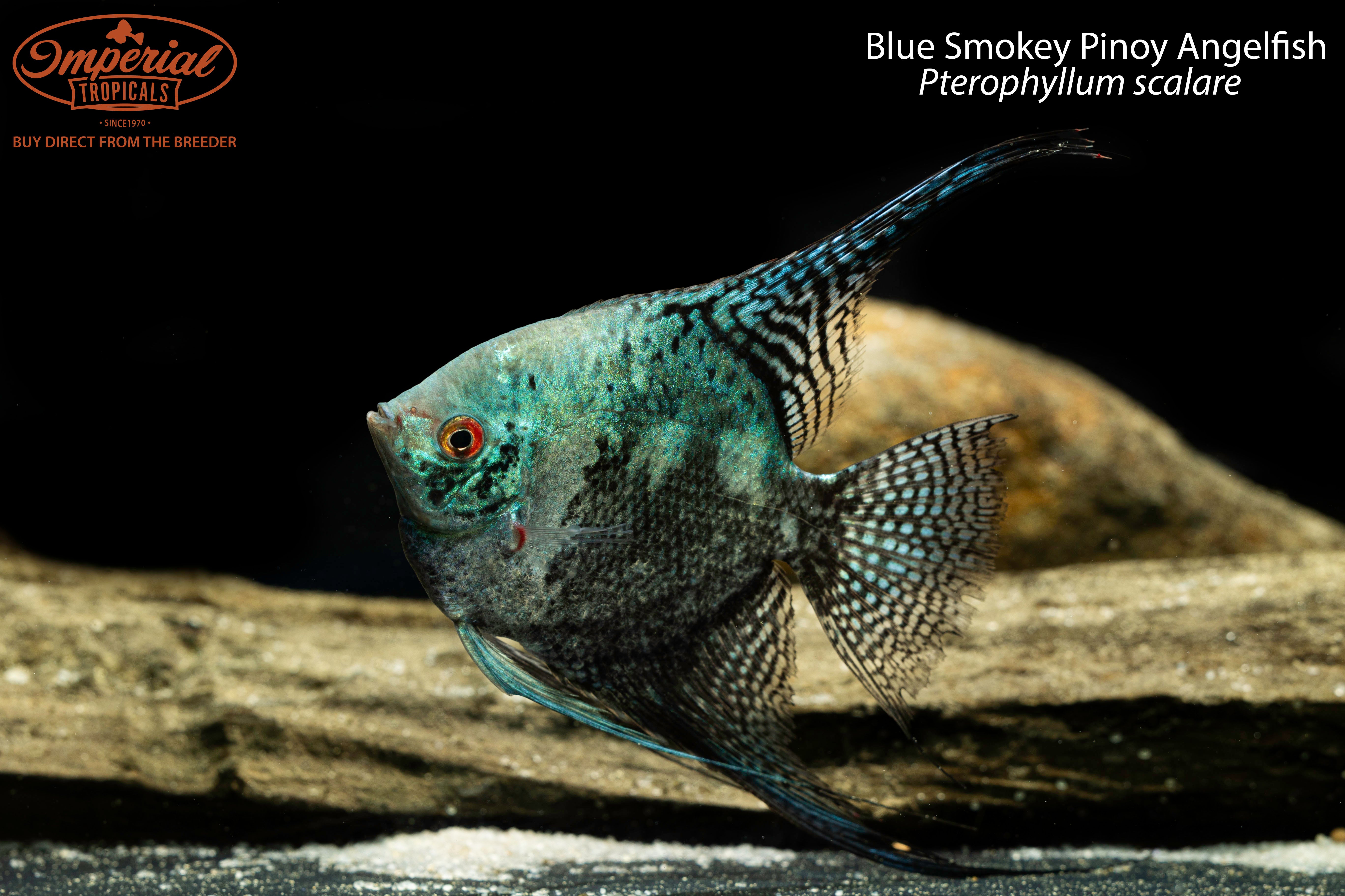 Smokey Leopard Angelfish