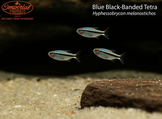 Blue Black-Banded Tetra