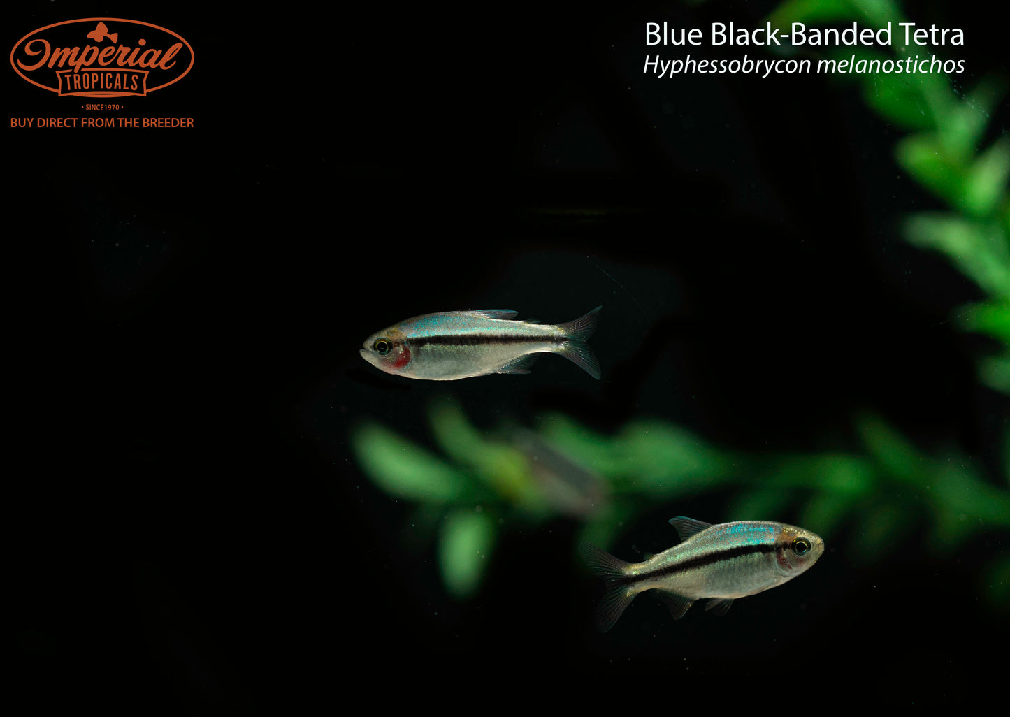 Blue Black-Banded Tetra