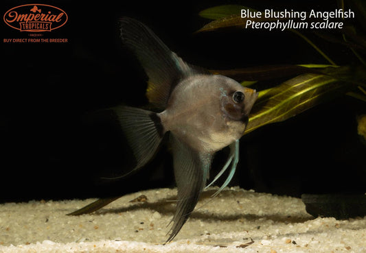 Blue Blushing Angelfish