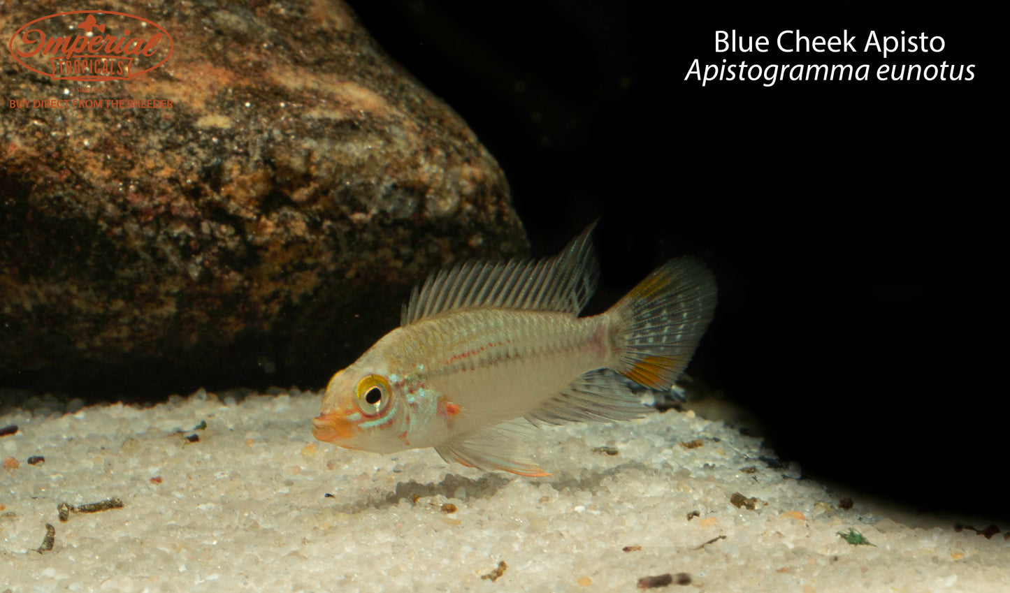 Blue Cheek Apisto