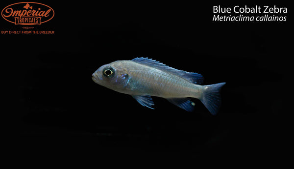 Blue Cobalt Zebra (Metriaclima callainos) - shop Imperial Tropicals