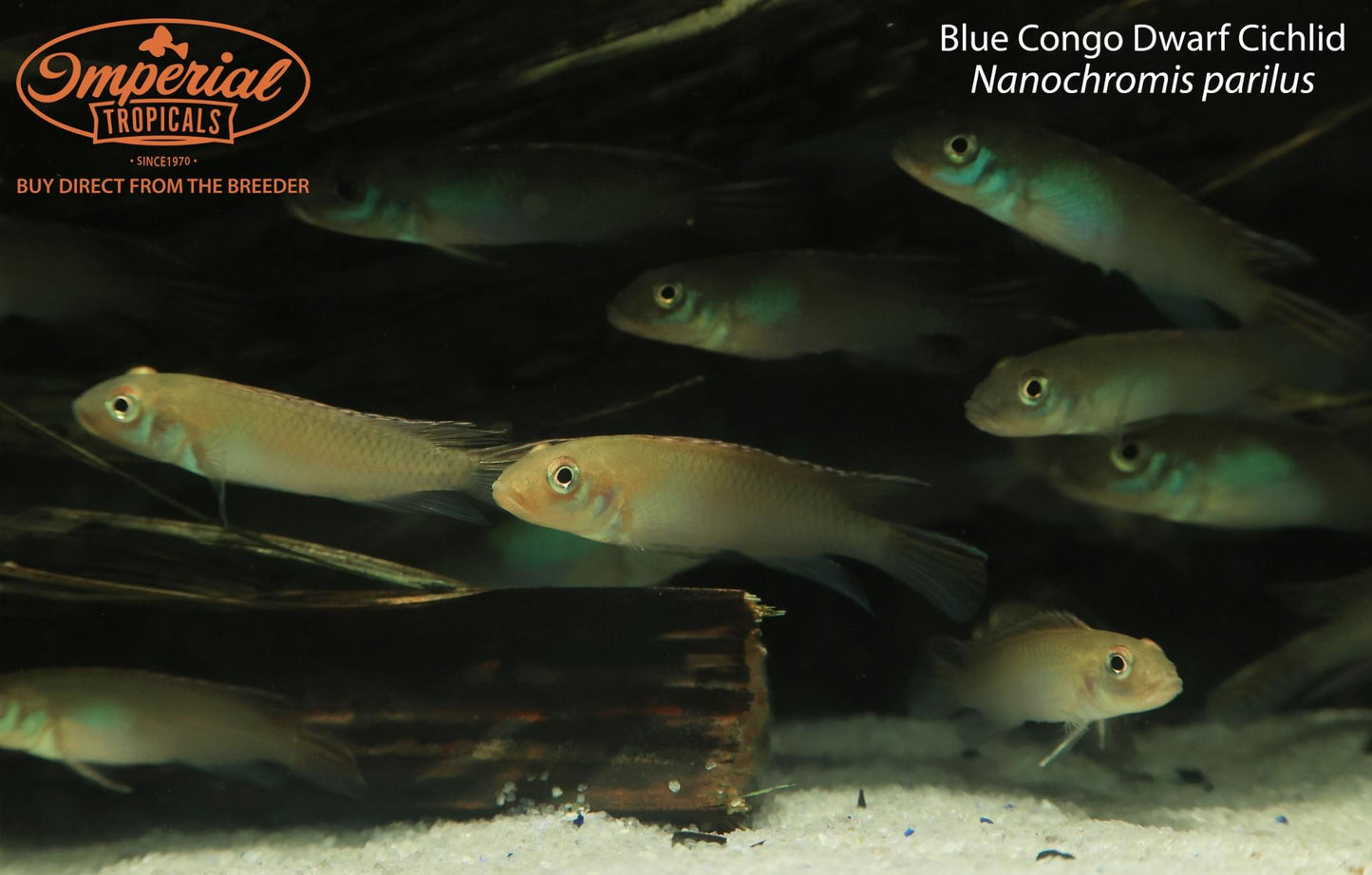 Blue Congo Dwarf Cichlid (Nanochromis parilus)