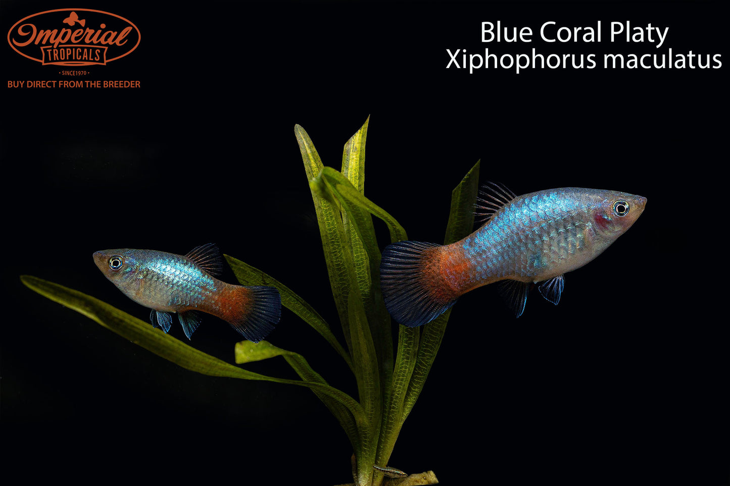 Blue Coral Platy