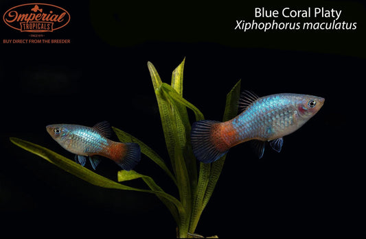 Blue Coral Platy