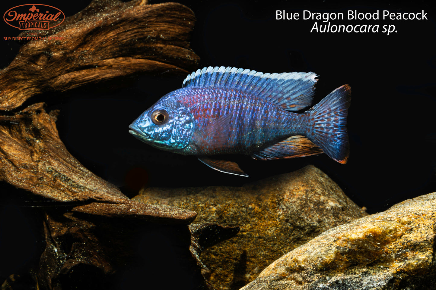 Blue Dragon Blood Peacock